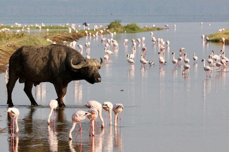 Lake Naivasha Safari Guide: Hippos, Boat Safaris & Crescent Island