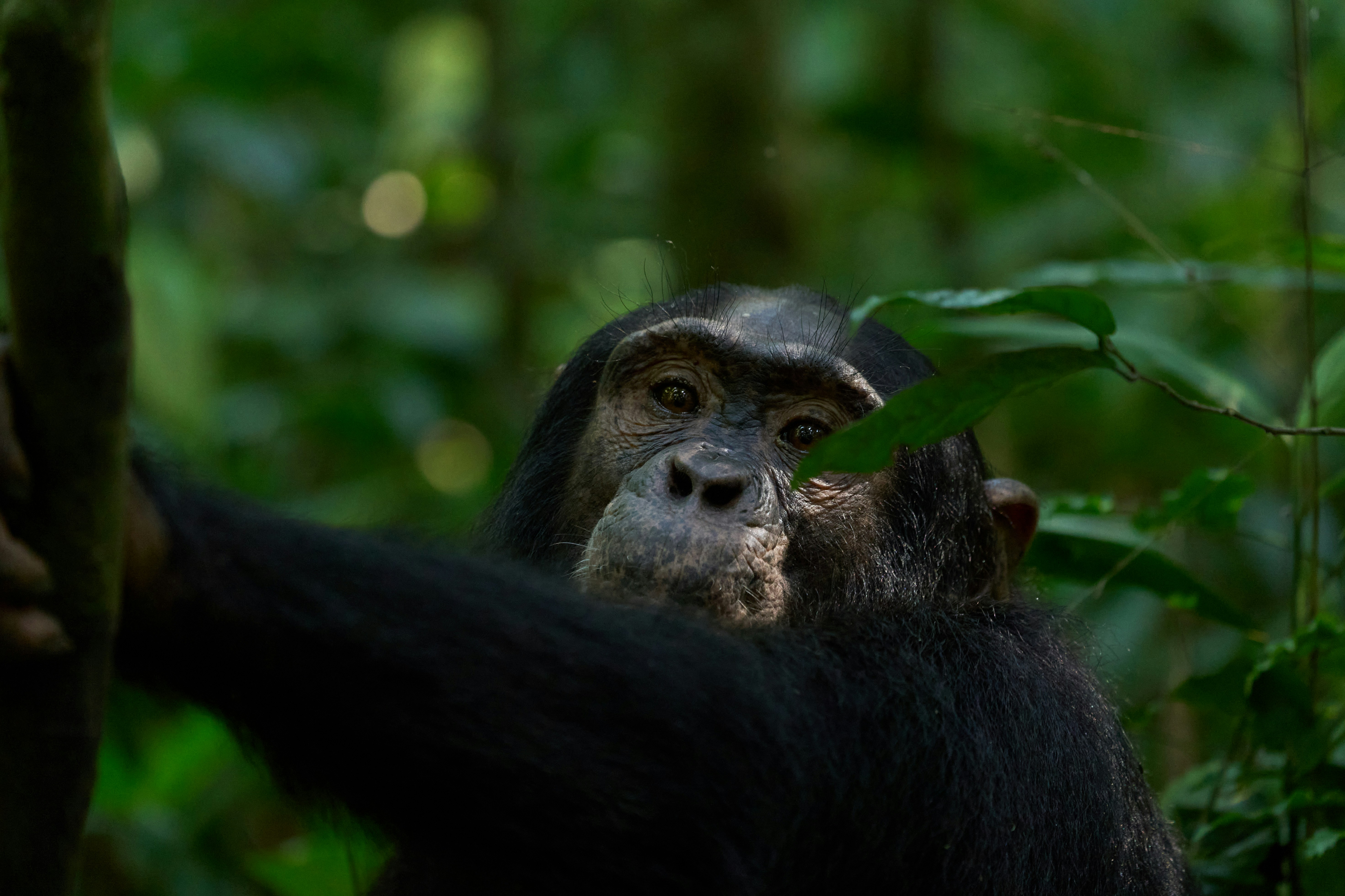 Bwindi Impenetrable Forest