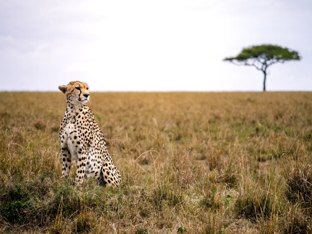 7 Days Kenya Classic Safari