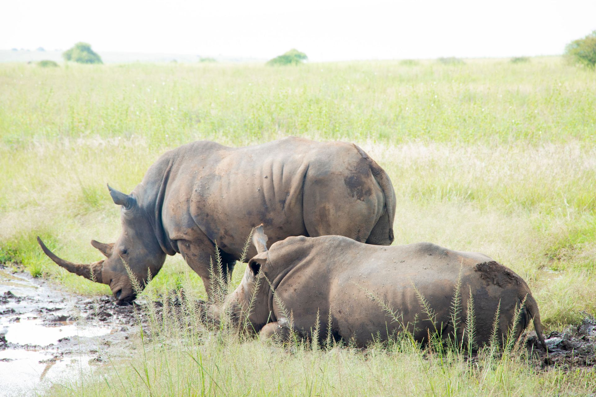 Ol Pejeta Conservancy Guide: Rhinos, Chimps & the World's Last Two Northern White Rhinos