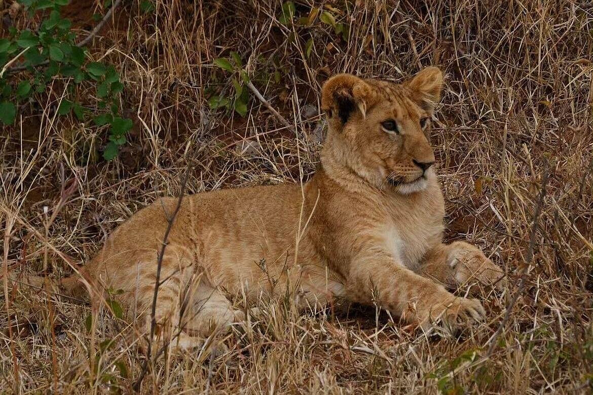 7 Days Tanzania Signature Safari
