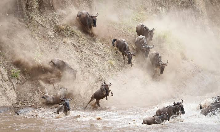 Maasai Mara