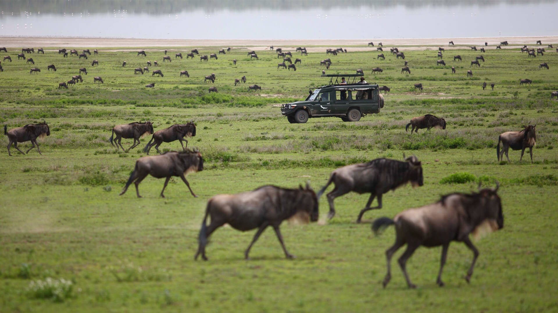 safari-vehicle-surrounded-by-wildebeest-from-the-great-migration