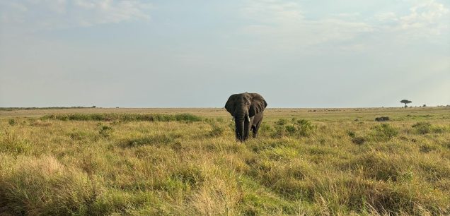 Maasai Mara