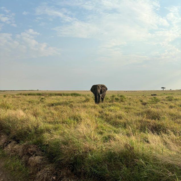 Maasai Mara