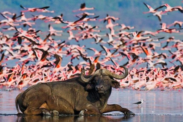Full-Day Lake Nakuru National Park Private Tour With 4*4 Vehicle