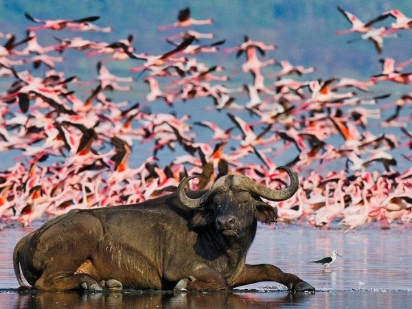 Full-Day Lake Nakuru National Park Private Tour With 4*4 Vehicle
