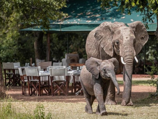 3 Day Masai Mara Adventure at Governors Camp