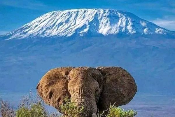 Day Tour To Amboseli National Park From Nairobi