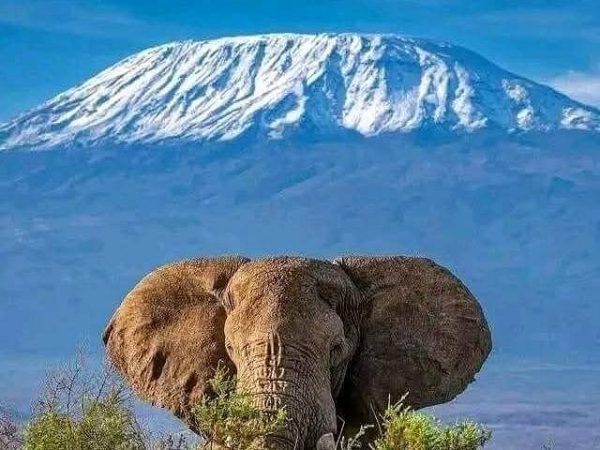Day Tour To Amboseli National Park From Nairobi