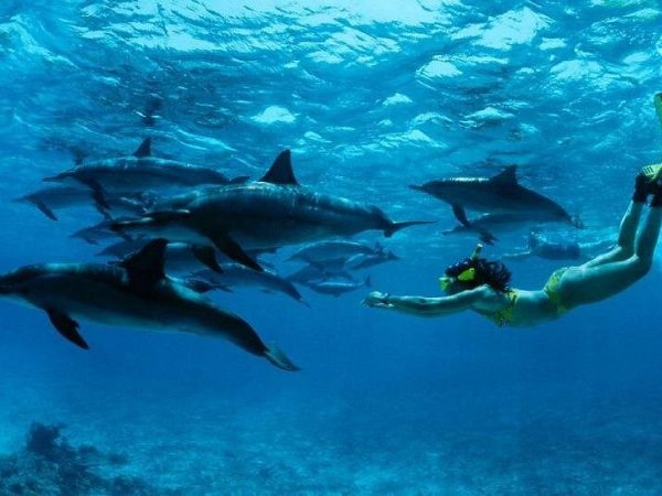 Mnemba Island snorkeling and Swimming with Dolphin