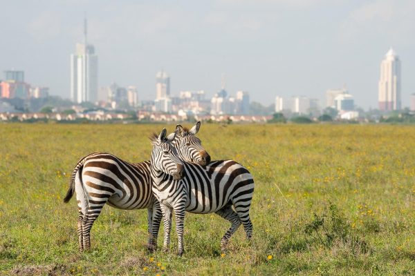 Private Safari Tour : Nairobi National Park
