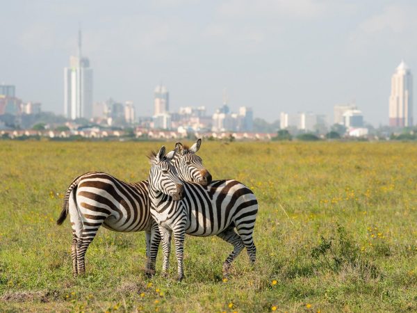 Private Safari Tour : Nairobi National Park