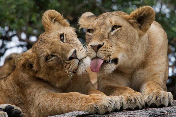 Nairobi National Park, Elephant Orphanage and Giraffe Centre