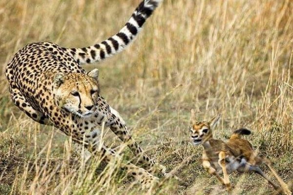 3-Day Masai Mara Safari Tour