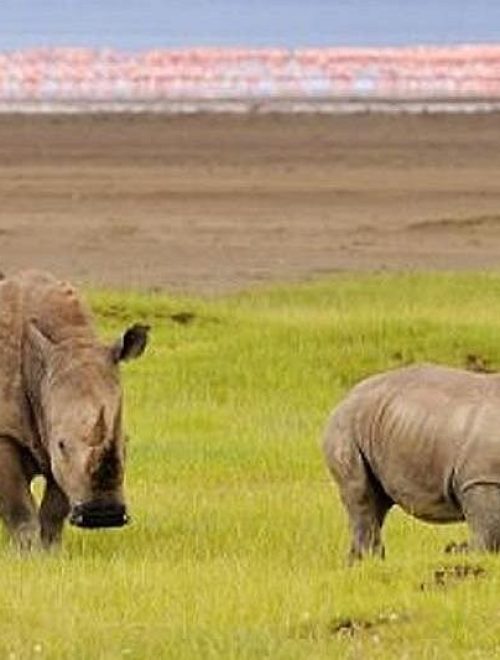 13 Days Kenya & Tanzania Safari Nairobi – Masai Mara – Lake Naivasha – Amboseli – Arusha – Ngorongoro – Serengeti – Nairobi