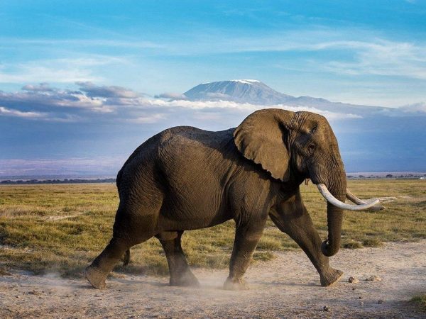 Day Safari; Amboseli National Park from Nairobi.