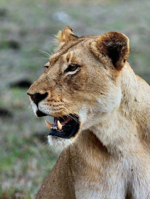 9 Days Kenya – Tanzania Cross-Border Safari Nairobi – Amboseli – Arusha – Tarangire – Serengeti – Ngorongoro