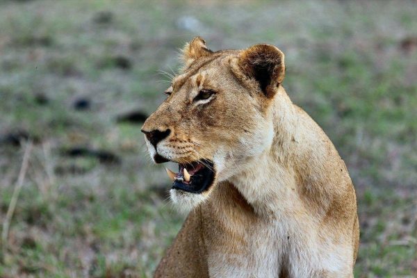 9 Days Kenya – Tanzania Cross-Border Safari Nairobi – Amboseli – Arusha – Tarangire – Serengeti – Ngorongoro