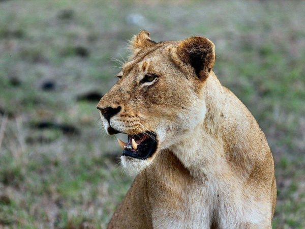 9 Days Kenya – Tanzania Cross-Border Safari Nairobi – Amboseli – Arusha – Tarangire – Serengeti – Ngorongoro