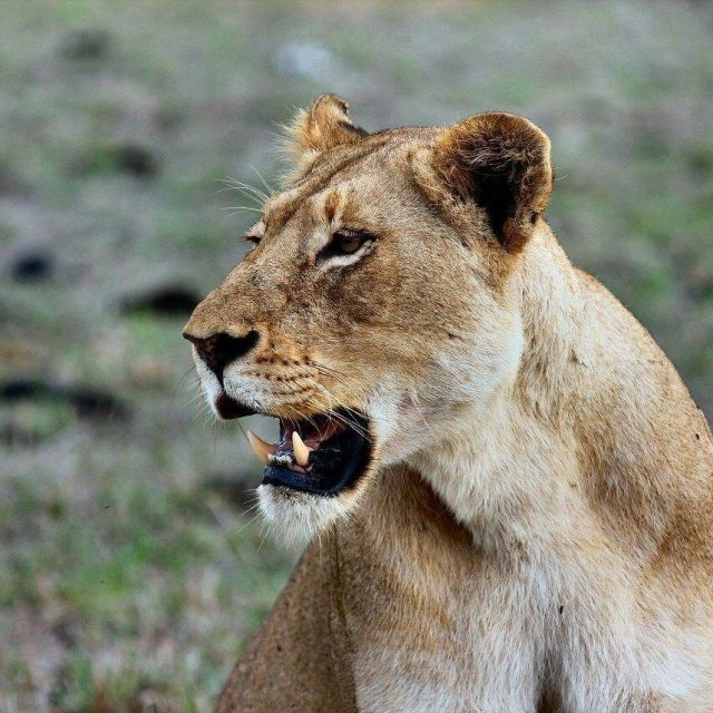 9 Days Kenya – Tanzania Cross-Border Safari Nairobi – Amboseli – Arusha – Tarangire – Serengeti – Ngorongoro