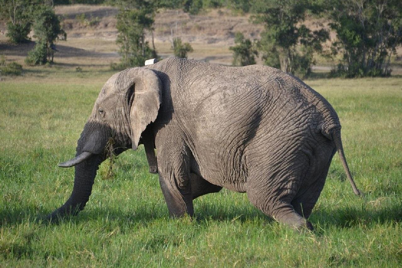 amboseli