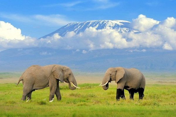 3 Days Amboseli national park trip from Nairobi