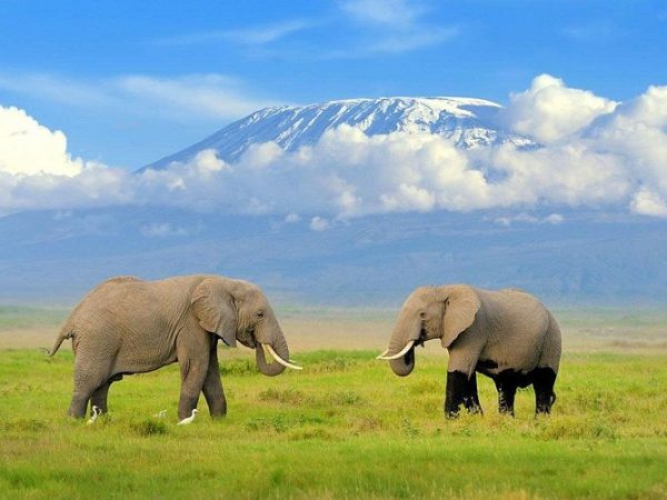 3 Days Amboseli national park trip from Nairobi