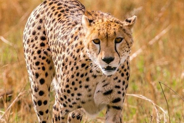 4 Days Landcruiser Safari to Masai Mara and Lake Nakuru