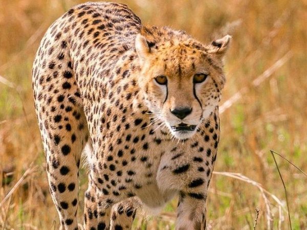 4 Days Landcruiser Safari to Masai Mara and Lake Nakuru