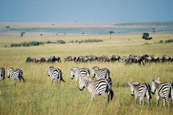 7 Days Kenya Classic Safari Nairobi – Amboseli – Nakuru – Masai Mara