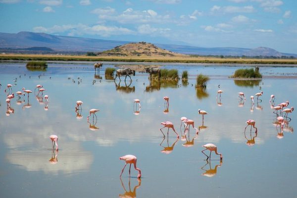 8 Days Kenya Scenic & Wildlife Safari  Nairobi – Masai Mara – Lake Nakuru – Lake Naivasha – Amboseli