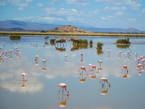 8 Days Kenya Scenic & Wildlife Safari  Nairobi – Masai Mara – Lake Nakuru – Lake Naivasha – Amboseli