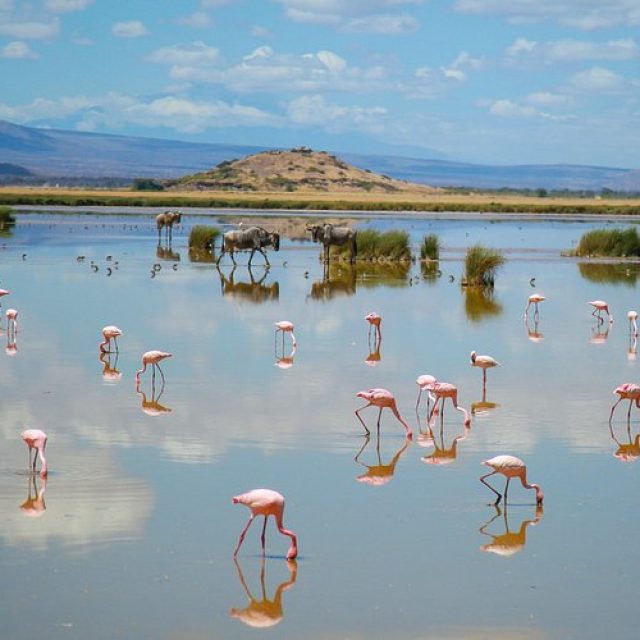 8 Days Kenya Scenic & Wildlife Safari  Nairobi – Masai Mara – Lake Nakuru – Lake Naivasha – Amboseli