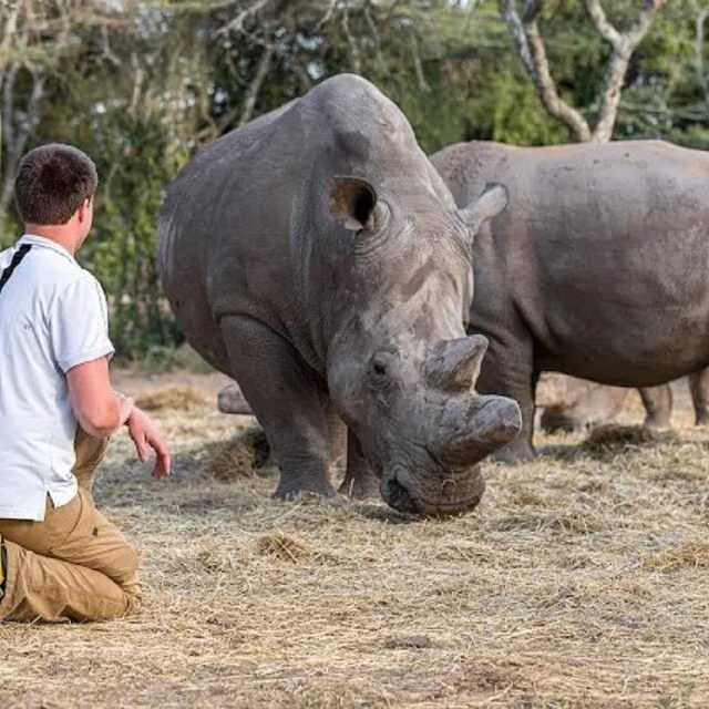 9 Days Northern Frontier & Classic Kenya Safari Nairobi – Samburu – Sweetwaters (Ol Pejeta) – Lake Nakuru – Masai Mara