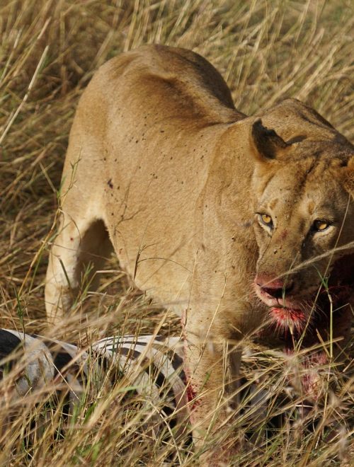 7 Days Tanzania Signature Safari Arusha – Tarangire – Serengeti – Ngorongoro