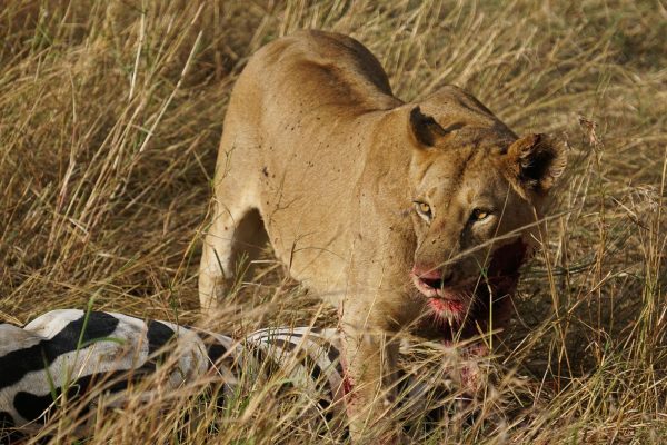 7 Days Tanzania Signature Safari Arusha – Tarangire – Serengeti – Ngorongoro