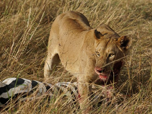 7 Days Tanzania Signature Safari Arusha – Tarangire – Serengeti – Ngorongoro