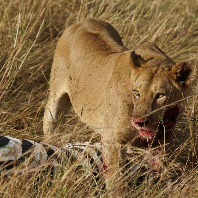 7 Days Tanzania Signature Safari Arusha – Tarangire – Serengeti – Ngorongoro