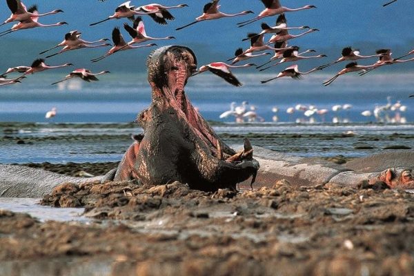 Lake Nakuru Day Trip From Nairobi