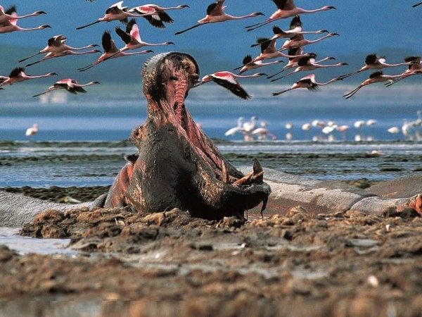 Lake Nakuru Day Trip From Nairobi