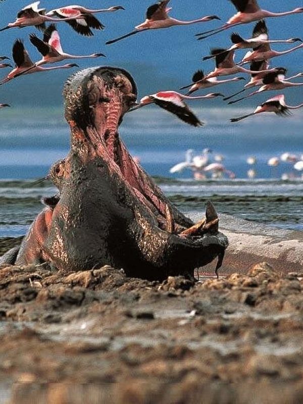 Lake Nakuru Day Trip From Nairobi