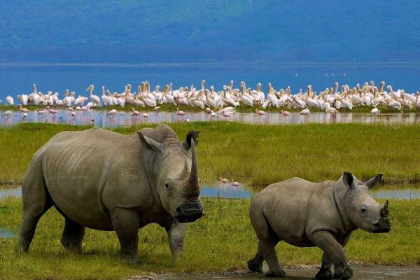 Lake Nakuru National Park Day Tour from Nairobi