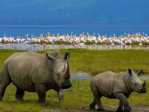 Lake Nakuru National Park Day Tour from Nairobi