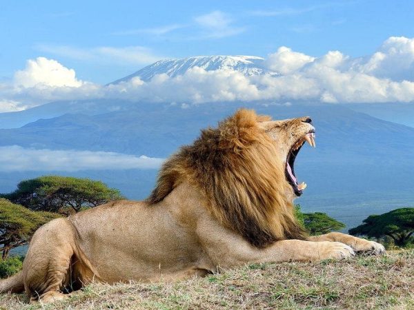 2 Days Amboseli Tour Van (Cost Based on Min 2 persons)