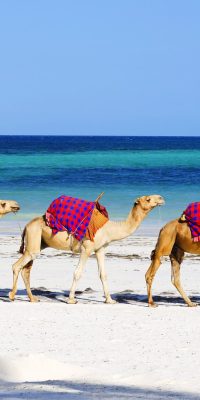 Three camels walking behind each other on Diani Beach, Kenya